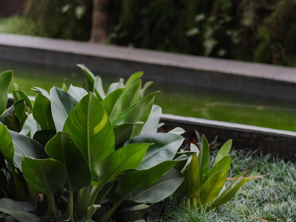Waterwise garden bed with ornamental grasses and clean lawn edge